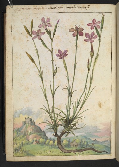 Dianthus longicaulis: Uma planta com pétalas cor de rosa, de "Pinturas da Flora dos Estados Romanos" de Gherardo Cibo, Adicionar MS 22333, f179v, c.1564-84 (aquarela e guache sobre papel) de Gherardo Cibo
