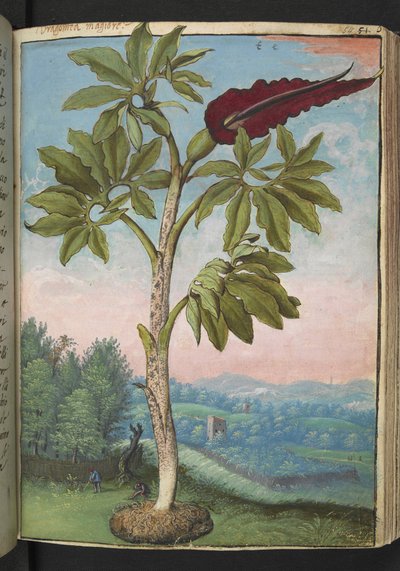 Dracunculus vulgaris, de "Pinturas da Flora dos Estados Romanos" de Gherardo Cibo, Acrescentar MS 22333, f054r, c.1564-84 (aquarela e guache sobre papel) de Gherardo Cibo