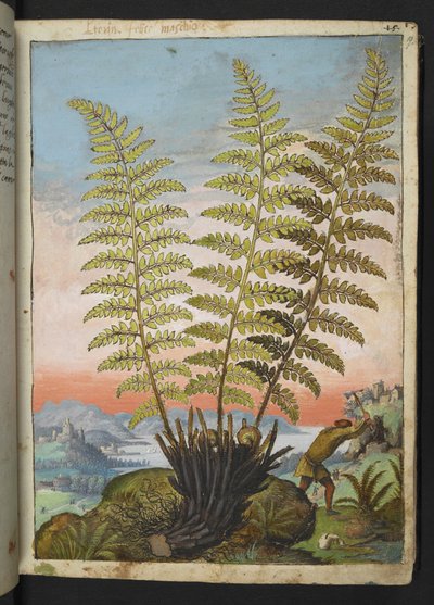 Dryopteris filix mas: Uma samambaia, de "Pinturas da Flora dos Estados Romanos" de Gherardo Cibo, Acrescentar MS 22333, f019r, c.1564-84 (aquarela e guache sobre papel) de Gherardo Cibo