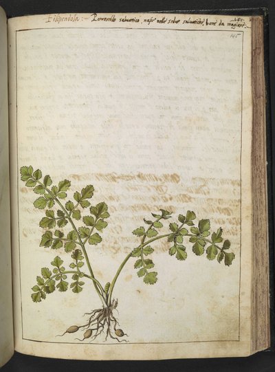 Filipendula, de "Pinturas da Flora dos Estados Romanos" de Gherardo Cibo, Acrescentar MS 22333, f145r, c.1564-84 (aguarela e guache sobre papel) de Gherardo Cibo