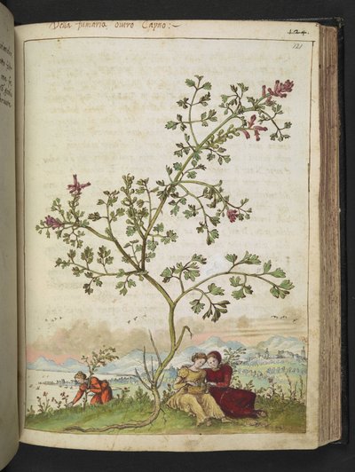 Fumaria gaillardotii , de "Pinturas de Flora dos Estados Romanos" de Gherardo Cibo, Add MS 22333, f121r, c.1564-84 (aguarela e guache sobre papel) de Gherardo Cibo
