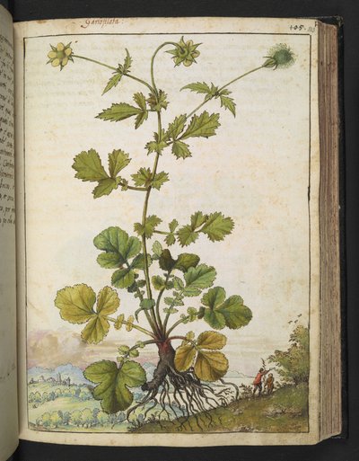 Geum urbanum, de "Pinturas de Flora dos Estados Romanos" de Gherardo Cibo, Add MS 22333, f103r, c.1564-84 (aguarela e guache sobre papel) de Gherardo Cibo