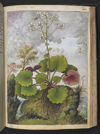 Herba rora: planta com pétalas brancas, de "Pinturas da Flora dos Estados Romanos" de Gherardo Cibo, Acrescentar MS 22333, f136r, c.1564-84 (aquarela e guache sobre papel) de Gherardo Cibo