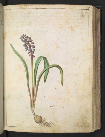 Jacinto, de "Pinturas da Flora dos Estados Romanos" de Gherardo Cibo, Acrescentar MS 22333, f060r, c.1564-84 (aquarela e guache sobre papel) de Gherardo Cibo