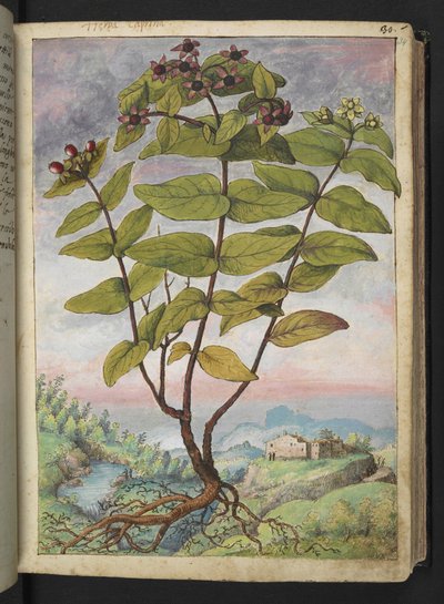 Hypericum hircinum, de "Pinturas da Flora dos Estados Romanos" de Gherardo Cibo, Acrescentar MS 22333, f034r, c.1564-84 (aquarela e guache sobre papel) de Gherardo Cibo