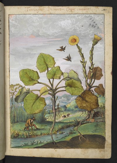 Ligularia tussilaginea (planta leopardo), de "Pinturas da Flora dos Estados Romanos" de Gherardo Cibo, Acrescentar MS 22333, f011r, c.1564-84 (aquarela e guache sobre papel) de Gherardo Cibo
