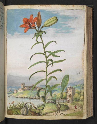 Lilium bulbiferum: Uma planta com pétalas vermelhas, de "Pinturas da Flora dos Estados Romanos" de Gherardo Cibo, Adicionar MS 22333, f080r, c.1564-84 (aquarela e guache sobre papel) de Gherardo Cibo
