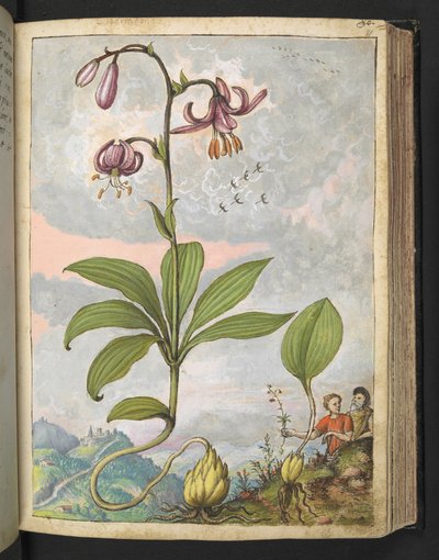 Lilium martagon, de "Pinturas da Flora dos Estados Romanos" de Gherardo Cibo, Acrescentar MS 22333, f081r, c.1564-84 (aquarela e guache sobre papel) de Gherardo Cibo