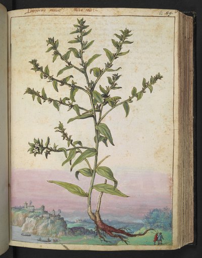 Lithospermum officinale, de "Pinturas da Flora dos Estados Romanos" de Gherardo Cibo, Acrescentar MS 22333, f062r, c.1564-84 (aquarela e guache sobre papel) de Gherardo Cibo