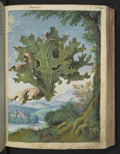 Lobaria pulmonaria (Lungwort) , de "Pinturas da Flora dos Estados Romanos" de Gherardo Cibo, Acrescentar MS 22333, f071r, c.1564-84 (aquarela e guache sobre papel) de Gherardo Cibo