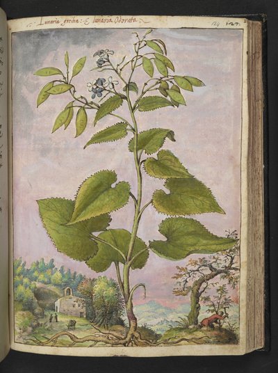 Lunaria redivivia, de "Pinturas de Flora dos Estados Romanos" de Gherardo Cibo, Acrescente MS 22333, f124r, c.1564-84 (aguarela e guache sobre papel) de Gherardo Cibo