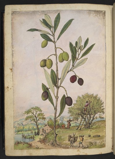 Olea europaea (Oliveira), de "Pinturas da Flora dos Estados Romanos" de Gherardo Cibo, Acrescentar MS 22333, f181v, c.1564-84 (aquarela e guache sobre papel) de Gherardo Cibo