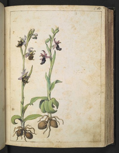 Orchis: Uma planta com flores brancas e rosa, de "Pinturas de Flora dos Estados Romanos" de Gherardo Cibo, Acrescente MS 22333, f066r, c.1564-84 (aguarela e guache sobre papel) de Gherardo Cibo