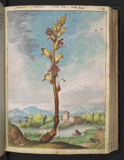 Orobanche gracilis, de "Pinturas da Flora dos Estados Romanos" de Gherardo Cibo, Acrescentar MS 22333, f070r, c.1564-84 (aquarela e guache sobre papel) de Gherardo Cibo
