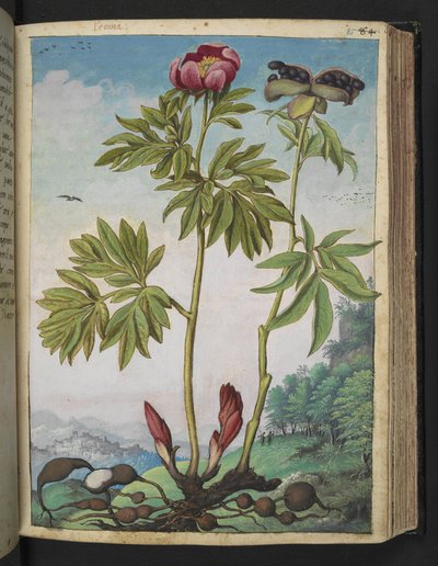 Paeonia officinalis, de "Pinturas da Flora dos Estados Romanos" de Gherardo Cibo, Acrescentar MS 22333, f085r, c.1564-84 (aquarela e guache sobre papel) de Gherardo Cibo