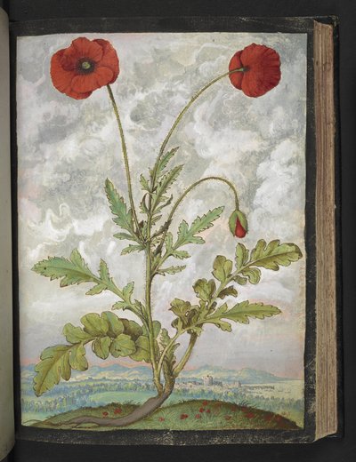 Papaver rhoeas (Papoulas), de "Pinturas de Flora dos Estados Romanos" de Gherardo Cibo, Add MS 22333, f107r, c.1564-84 (aguarela e guache sobre papel) de Gherardo Cibo