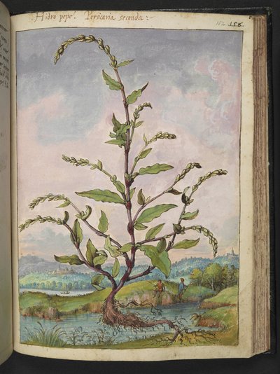Persicaria hydropiper, de "Pinturas da Flora dos Estados Romanos" de Gherardo Cibo, Acrescentar MS 22333, f152r, c.1564-84 (aquarela e guache sobre papel) de Gherardo Cibo