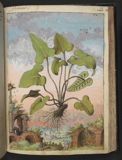 Phyllitis hemionitis, de "Paintings of Flora of the Roman States" de Gherardo Cibo, Add MS 22333, f143r, c.1564-84 (aguarela e guache sobre papel) de Gherardo Cibo