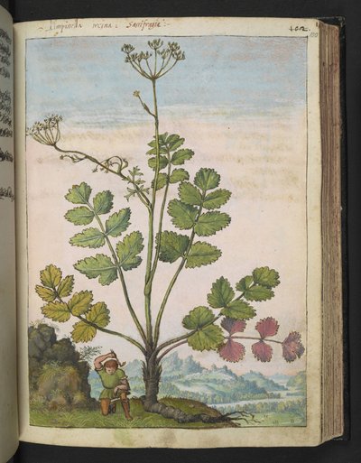 Pimpinella major, de "Pinturas de Flora dos Estados Romanos" de Gherardo Cibo, Acrescente MS 22333, f100r, c.1564-84 (aguarela e guache sobre papel) de Gherardo Cibo