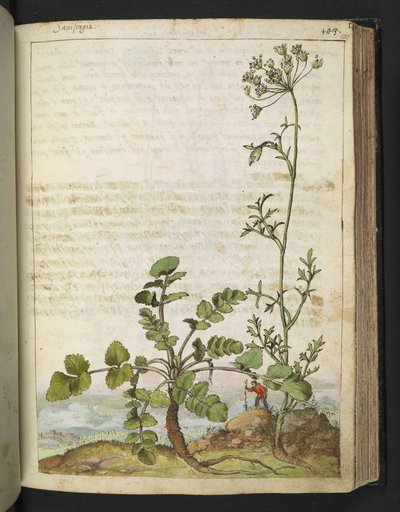 Pimpinella saxifraga, de "Pinturas da Flora dos Estados Romanos" de Gherardo Cibo, Acrescentar MS 22333, f101r, c.1564-84 (aquarela e guache sobre papel) de Gherardo Cibo