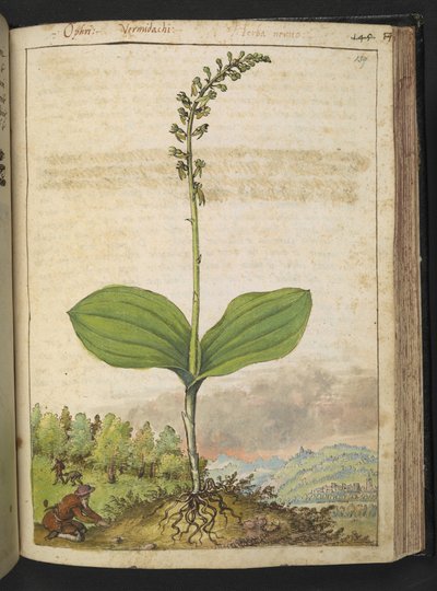 Possivelmente Ophrys apifera (orquídea abelha), de "Pinturas da Flora dos Estados Romanos" de Gherardo Cibo, Adicionar MS 22333, f139r, c.1564-84 (aquarela e guache sobre papel) de Gherardo Cibo