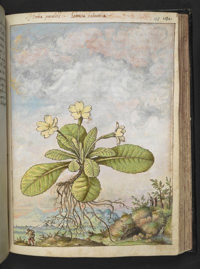 Primula vulgaris, de "Pinturas da Flora dos Estados Romanos" de Gherardo Cibo, Acrescentar MS 22333, f128r, c.1564-84 (aquarela e guache sobre papel) de Gherardo Cibo