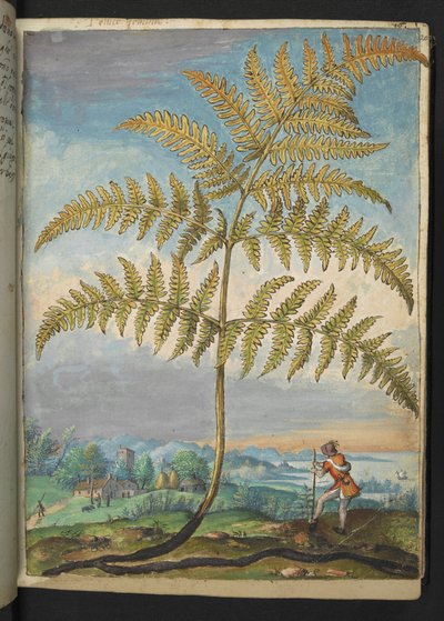 Pteridium aquilinum: Uma samambaia, de "Pinturas da Flora dos Estados Romanos" de Gherardo Cibo, Acrescentar MS 22333, f020r, c.1564-84 (aquarela e guache sobre papel) de Gherardo Cibo