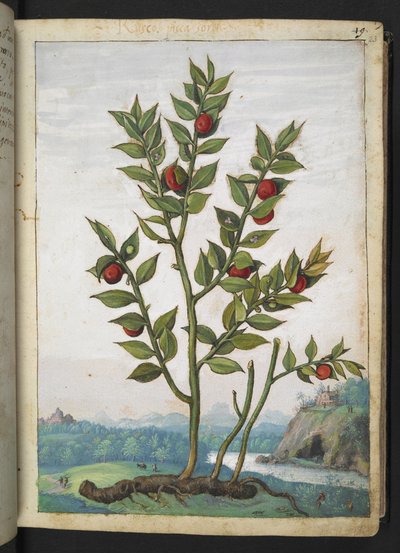 Ruscus aculeatus: Uma planta com frutos vermelhos, de "Pinturas da Flora dos Estados Romanos" de Gherardo Cibo, Adicionar MS 22333, f023r, c.1564-84 (aquarela e guache sobre papel) de Gherardo Cibo