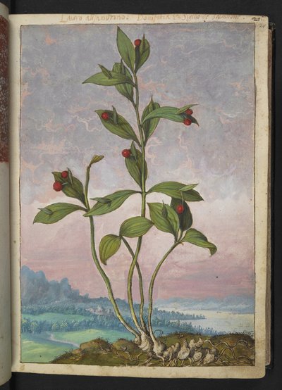 Ruscus hypoglossum: Uma planta com frutos vermelhos, de "Pinturas da Flora dos Estados Romanos" de Gherardo Cibo, Adicionar MS 22333, f024r, c.1564-84 (aquarela e guache sobre papel) de Gherardo Cibo