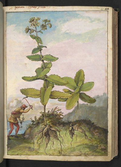 Sedum telephium, de "Pinturas da Flora dos Estados Romanos" de Gherardo Cibo, Acrescentar MS 22333, f043r, c.1564-84 (aquarela e guache sobre papel) de Gherardo Cibo