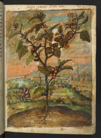 Solanum nigrum: Uma planta com fruto laranja, de "Pinturas de Flora dos Estados Romanos" de Gherardo Cibo, Acrescente MS 22333, f007r, c.1564-84 (aguarela e guache sobre papel) de Gherardo Cibo