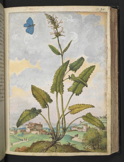 Stachys officinalis, de "Paintings of Flora of the Roman States" de Gherardo Cibo, Add MS 22333, f093r, c.1564-84 (aguarela e guache sobre papel) de Gherardo Cibo