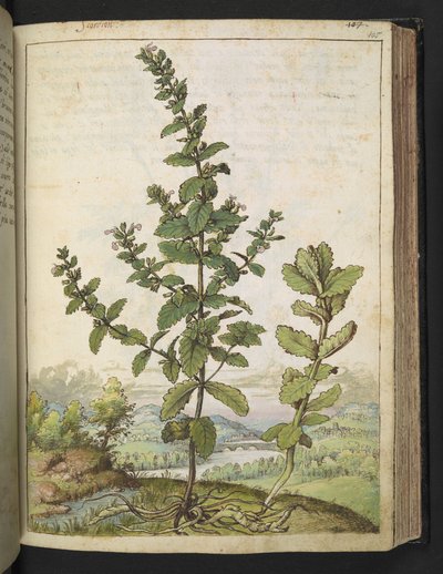 Teucrium scordium, de "Pinturas da Flora dos Estados Romanos" de Gherardo Cibo, Acrescentar MS 22333, f105r, c.1564-84 (aquarela e guache sobre papel) de Gherardo Cibo