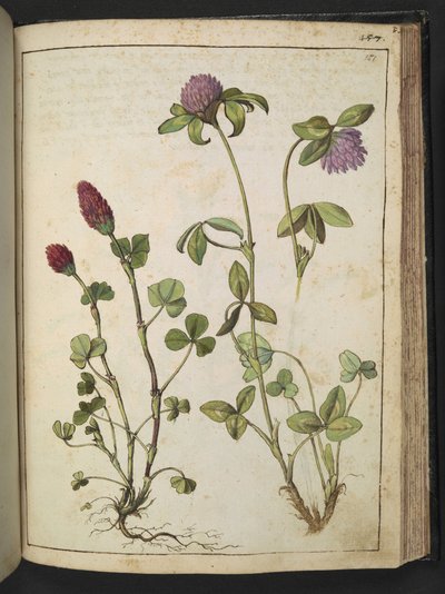 Trifolium incarnatum & Trifolium pratens, de "Pinturas de Flora dos Estados Romanos" de Gherardo Cibo, Add MS 22333, f151r, c.1564-84 (aguarela & guache sobre papel) de Gherardo Cibo