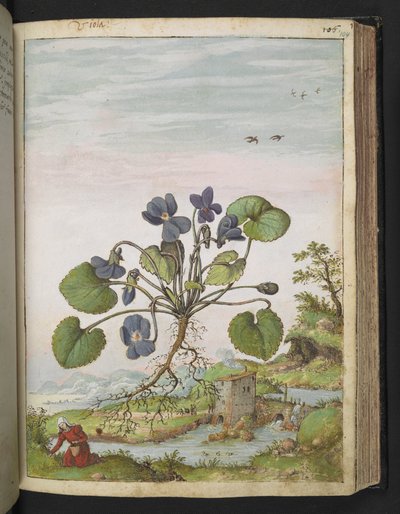 Viola odorata, de "Pinturas da Flora dos Estados Romanos" de Gherardo Cibo, Acrescentar MS 22333, f104r, c.1564-84 (aquarela e guache sobre papel) de Gherardo Cibo