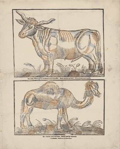 Boi e camelo de Gijsbert de Groot Keur