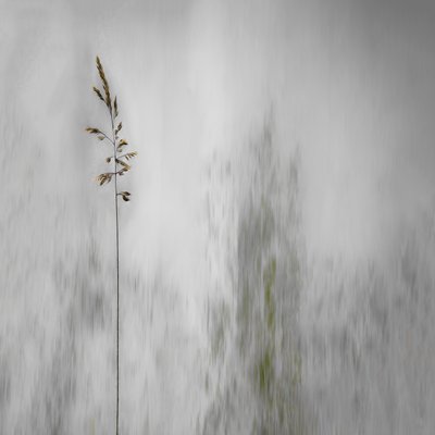 Uma erva solitária, suavemente esbatida de Gilbert Claes