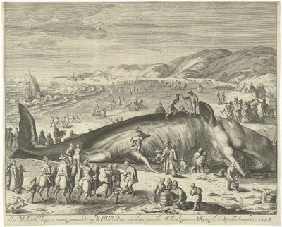 Baleia encalhada perto de Berckhey, 1598
Uma baleia com 70 pés de comprimento, encalhada na costa marítima holandesa, entre Schevelingen e Katwyk, em Sprokkelmaandt, 1598 (título sobre o objecto) de Gilliam van der Gouwen