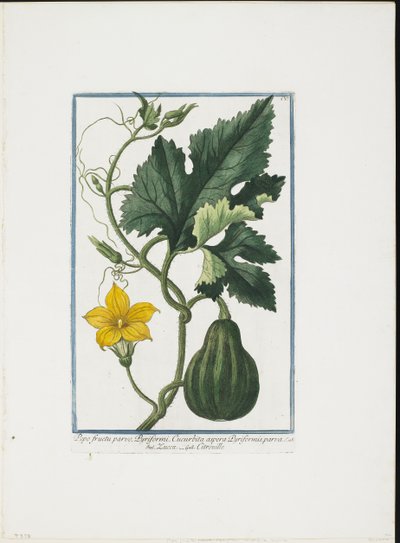 Vegetable Print, de Hortus Romanus, vol. I ou II, 1772-93 (stipple engraving, guache à mão) de Giorgio Bonelli