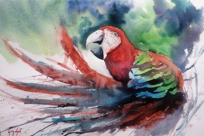 Arara-da-selva colorida de Giorgio Gosti