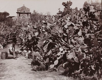 «Palermo. Figos-da-Índia» [Palermo. Colheita de figos-da-Índia] de Giorgio Sommer