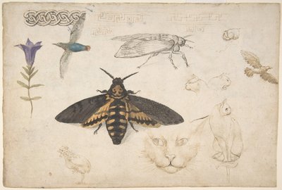 Estudos de uma genciana, mariposa, pássaros, gatos, motivo entrelaçado e trastes gregos reto..., 1530-40. de Giorgio di Giovanni