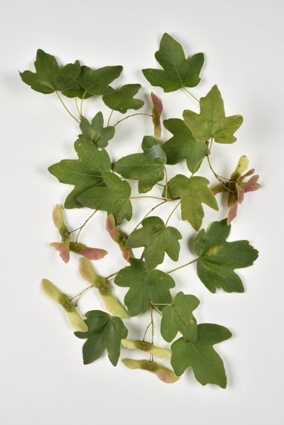 Campestre Acer/Country Maple/Small Maple de Phillipe de Marlier