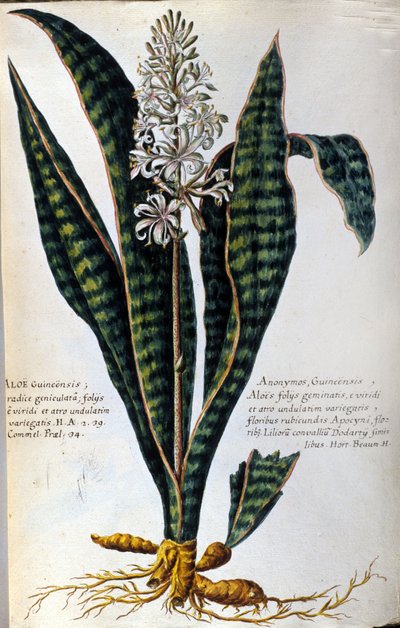 Aloe. Plantas medicinais. Gravura - em "História botânica prática, ou a nomenclatura, descrição e virtudes das plantas, que pertencem ao uso da medicina..." de Giovanni Battista Morandi