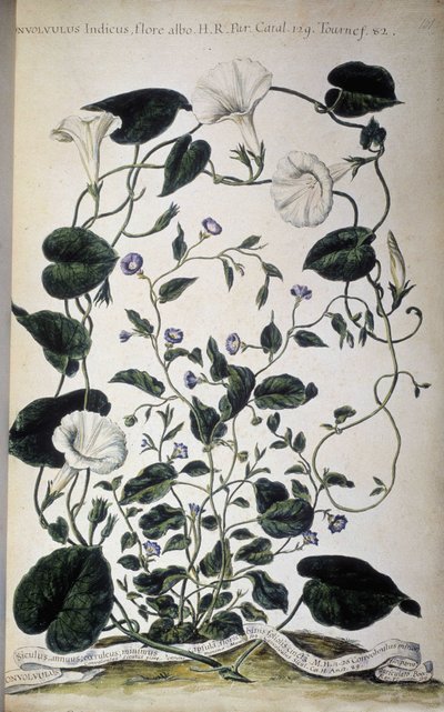 Quadro botânico: Variedades de bindweed. Variedades de convolvulus (Convolvulus Indicus flora albo; Convolvulus Siculus). Giovanni Battista Morandi, Hortulus botanicus pictus sive collectio plantarum..., Volume I de Giovanni Battista Morandi