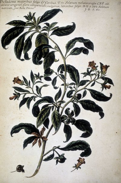 Carta botânica: Belladona (Belladona Majoribus Folys) - Em 