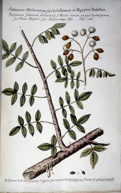 Opobalsamum (ramo com seve) - Em "Historia botanica pratica, seu plantarum, quae ad usum medianae relevant, nomenclatura, descriptio et virtutes..." de Giovanni Battista Morandi (? - 1761) de Giovanni Battista Morandi