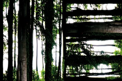 Não natural 55 (foto manipulada digitalmente) de Giovanni Cafagna