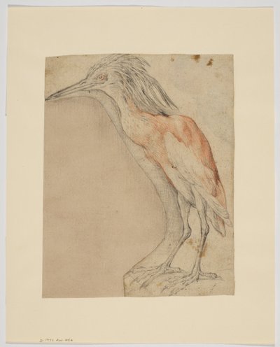 Garça, reto (giz no papel) de Giovanni da Udine (after)