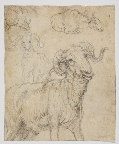 Carneiro e búfalo, verso (desenho a giz e aquarela) de Giovanni da Udine (after)